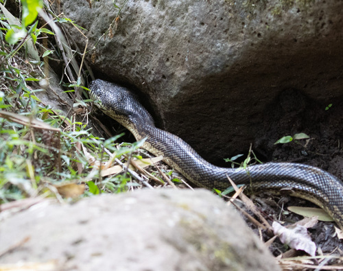 Coastal Carpet Python sighting