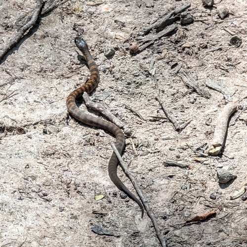 Tiger Snake sighting