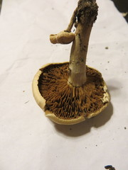 Cyclocybe aegerita