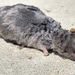 Elliot's Short-tailed Shrew - Photo (c) Ryan, some rights reserved (CC BY-NC), uploaded by Ryan
