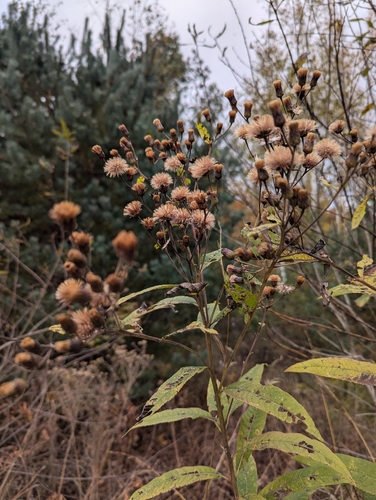 Image of Vernonia missurica by (c) Skyler Principe, some rights reserved (CC BY)