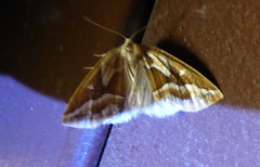 Caripeta angustiorata