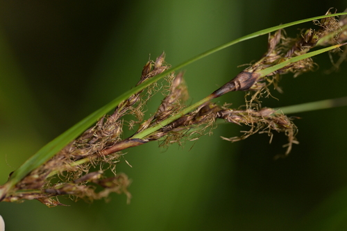 Image of Gahnia lacera by (c) Christopher Stephens, some rights reserved (CC BY-SA)