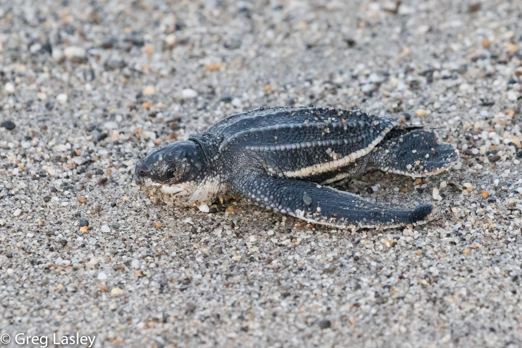 Tortuga Laúd (Vertebrados con Caparazón presentes en Colombia ...