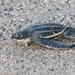 Leatherback Sea Turtle - Photo (c) Greg Lasley, some rights reserved (CC BY-NC), uploaded by Greg Lasley
