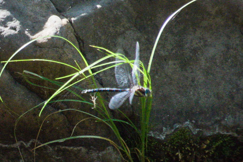 Persephone's Darner photo 4