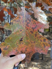 Quercus × bushii, photograph (c) Zihao Wang, some rights reserved (CC BY)