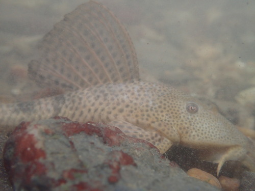 Teta (Hypostomus robinii) — Loricariidae