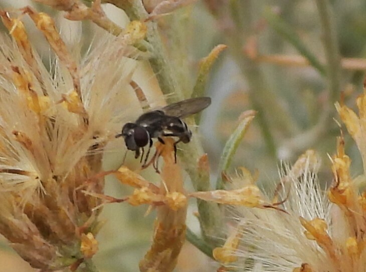 Segata Insects Sedgesitters from Kittitas County, WA, USA on October 26, 2024 at 02:42 ...
