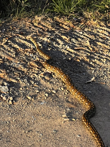 Coastal Carpet Python sighting