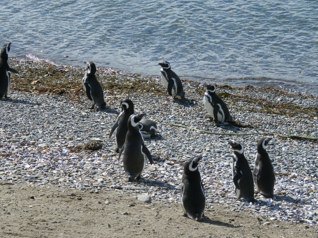 Group of Magellanic penguins standing on a pebble beach beside the water