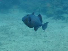 Pseudobalistes fuscus