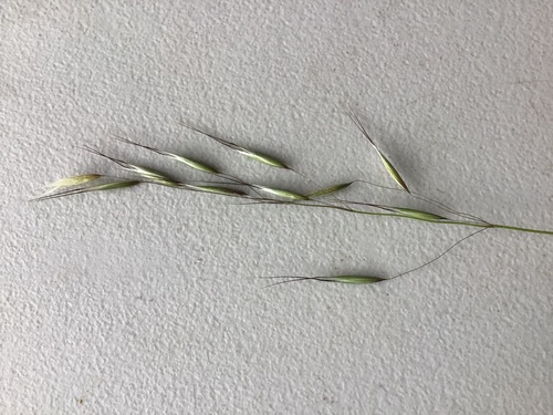 Avena barbata iNat (1)