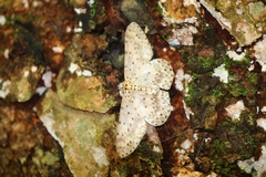 Percnia fumidaria
