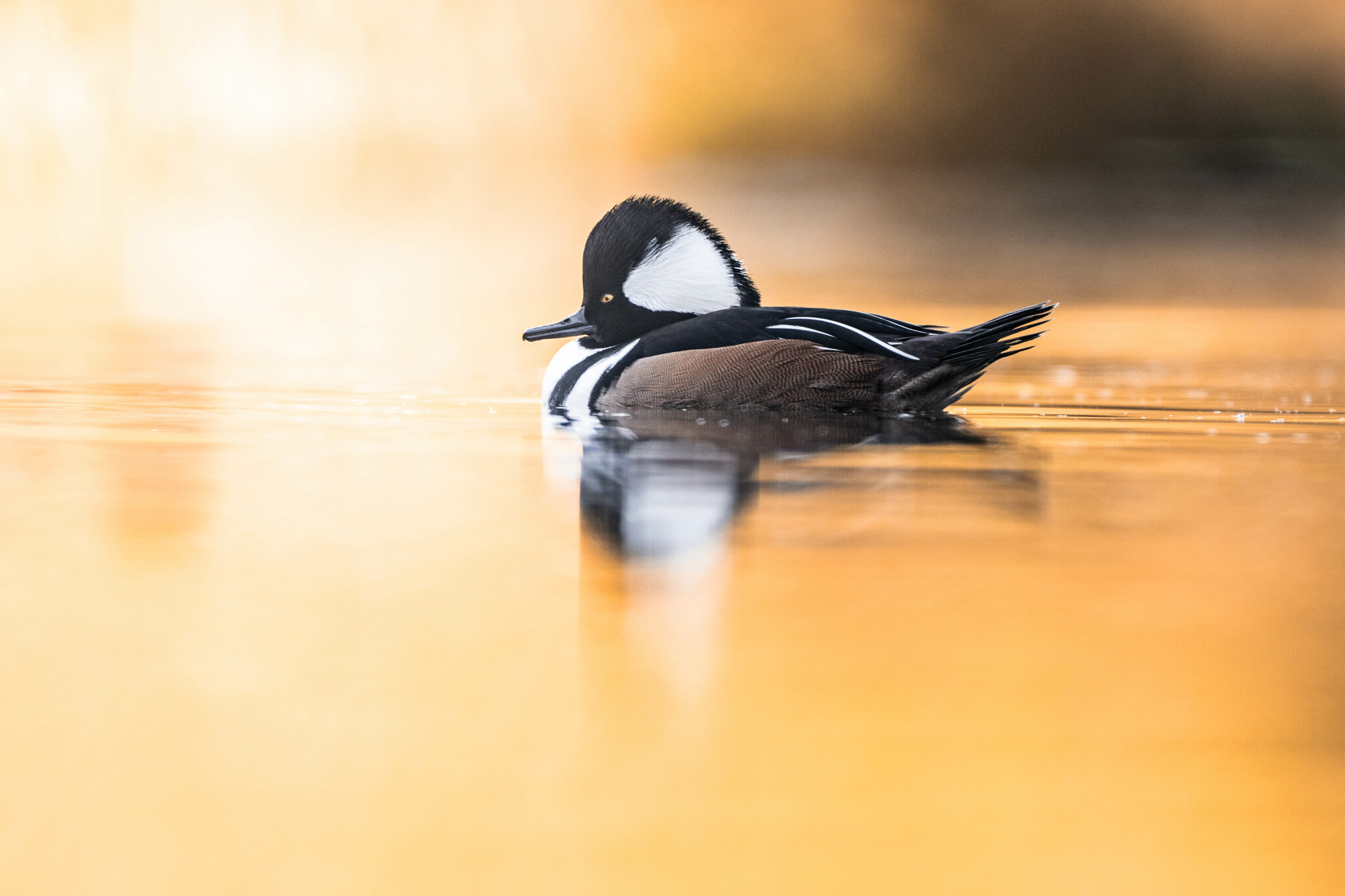 Hooded Merganser (Lophodytes cucullatus)
