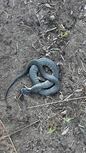 Tiger Snake sighting