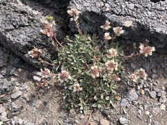 Phacelia hastata compacta