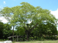 Enterolobium cyclocarpum