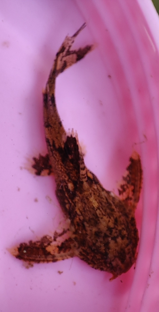 Hypodoras forficulatus