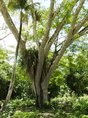 Enterolobium cyclocarpum