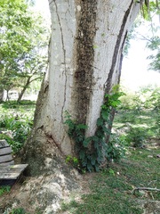 Enterolobium cyclocarpum