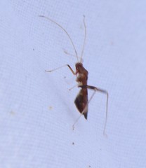 Paraxenetus guttulatus