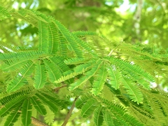 Enterolobium cyclocarpum