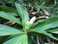 Costus guanaiensis
