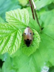 Dendroxena quadrimaculata