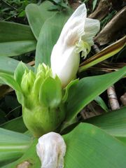 Costus guanaiensis
