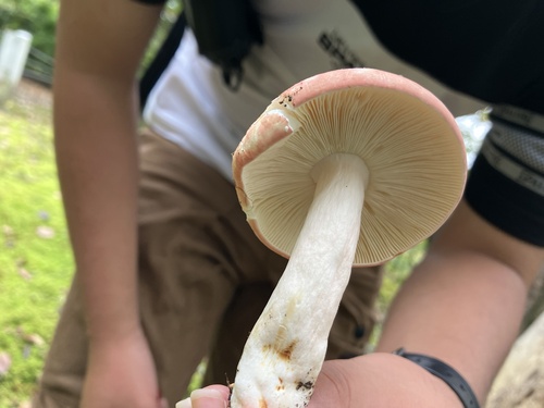 Russula