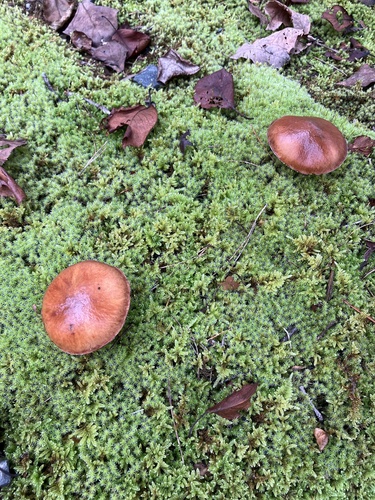Suillus luteus