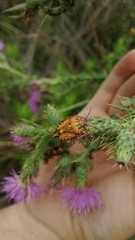 Carpocoris mediterraneus
