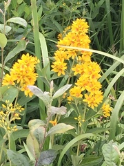 Lysimachia