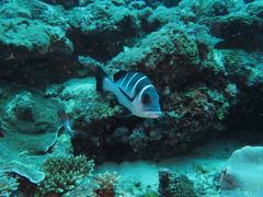 Plectorhinchus playfairi
