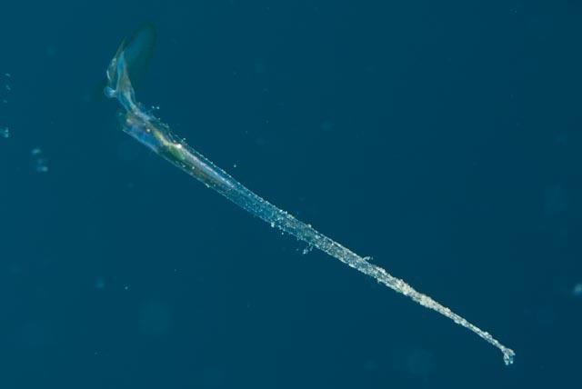 Needle Sea Butterfly