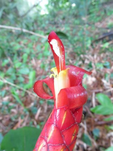 Costus pulverulentus