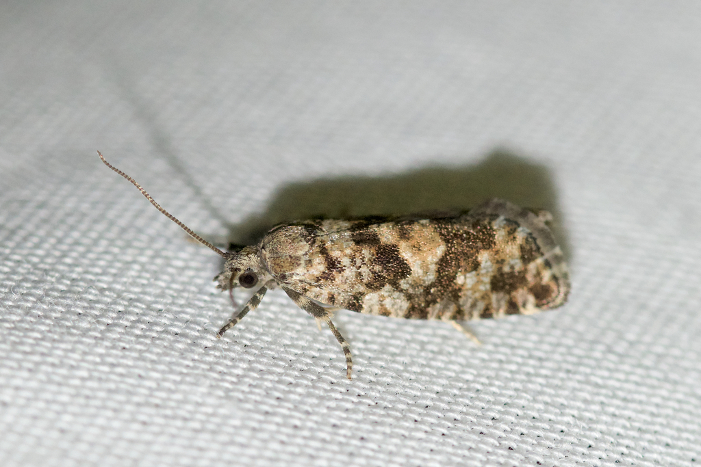 Larch Needleworm