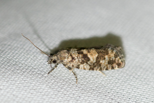 Larch Needleworm