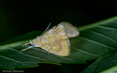 Glaphyria glaphyralis