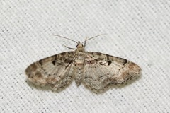 Eupithecia mutata