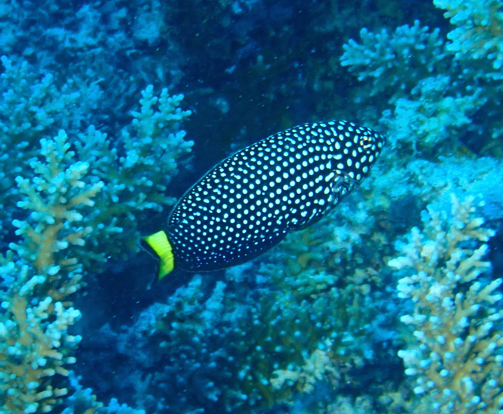 Blacktail Wrasse