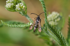 Bembecia ichneumoniformis
