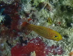 Porthole Pygmygoby photo 4
