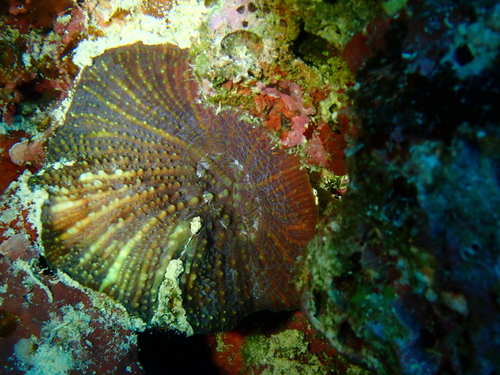 Echinomorpha nishihirai