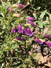 Penstemon heterophyllus