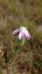 Silene × hampeana