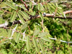 Mimosa asperata