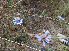 Cichorium intybus