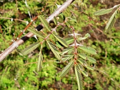 Mimosa asperata